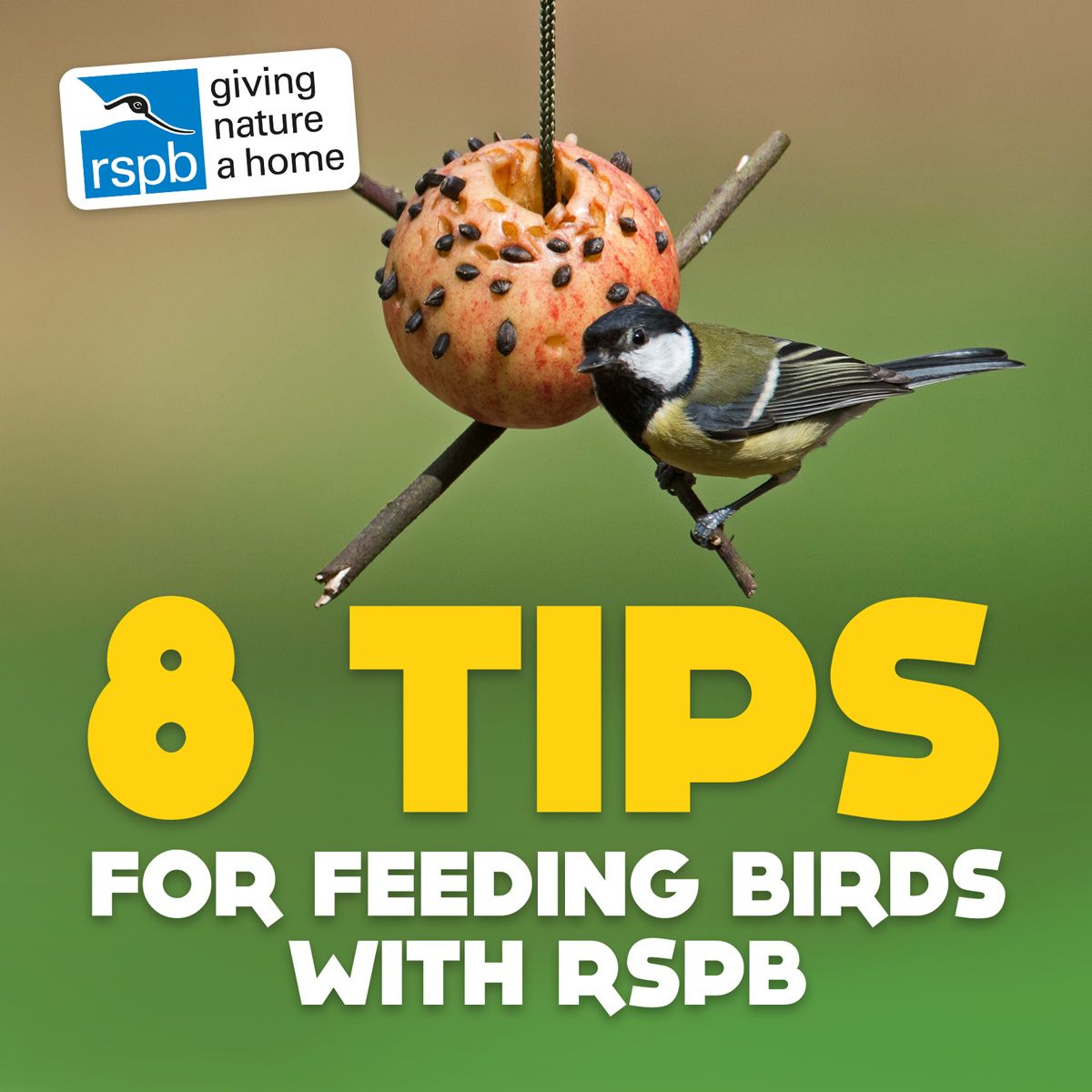 8 Tips for feeding birds with the RSPB